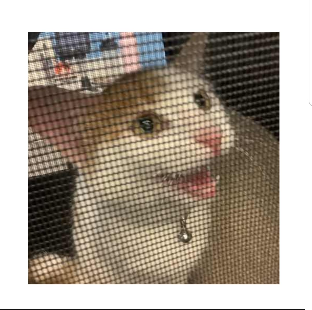 BrennSchro's tweet photo. @DontShowYourCat My lil goblin kitty 😸 https://t.co/CsMLAav0ma