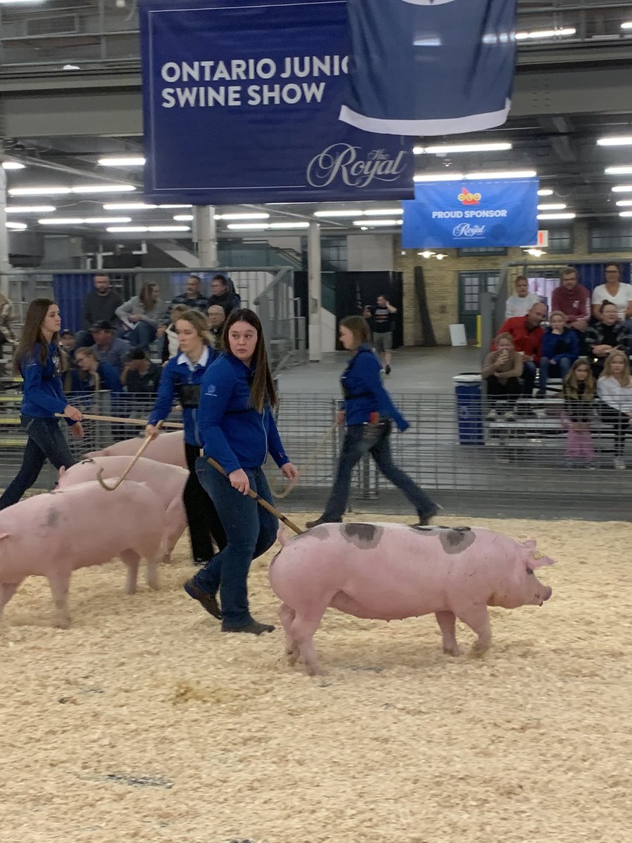 gregsimpson72's tweet image. At the Ontario Junior Swine Show today! #RAWF