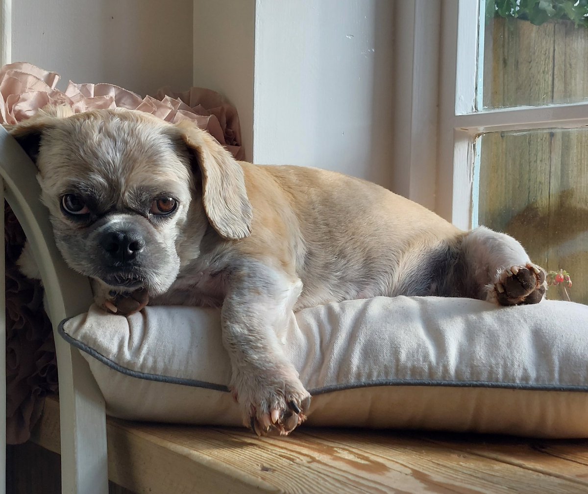 whyiloveit's tweet photo. One tired dog https://t.co/HUqCCsMU3i