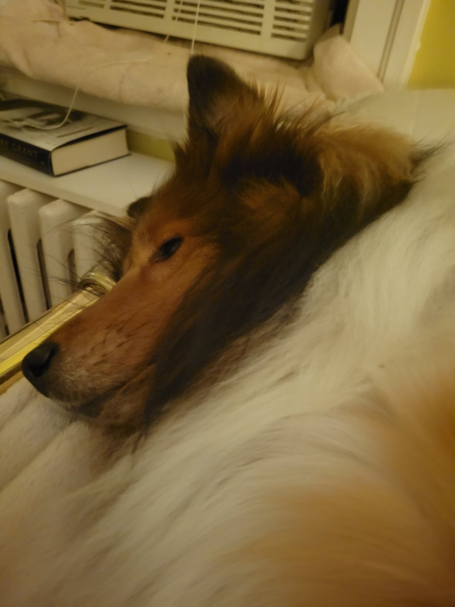 It's me, Vegas. Cold outside so I'm sleeping in. See--sound asleep, eyes tighty closed despite what Mom will try to tell you. And she made me go for a walk anyway!