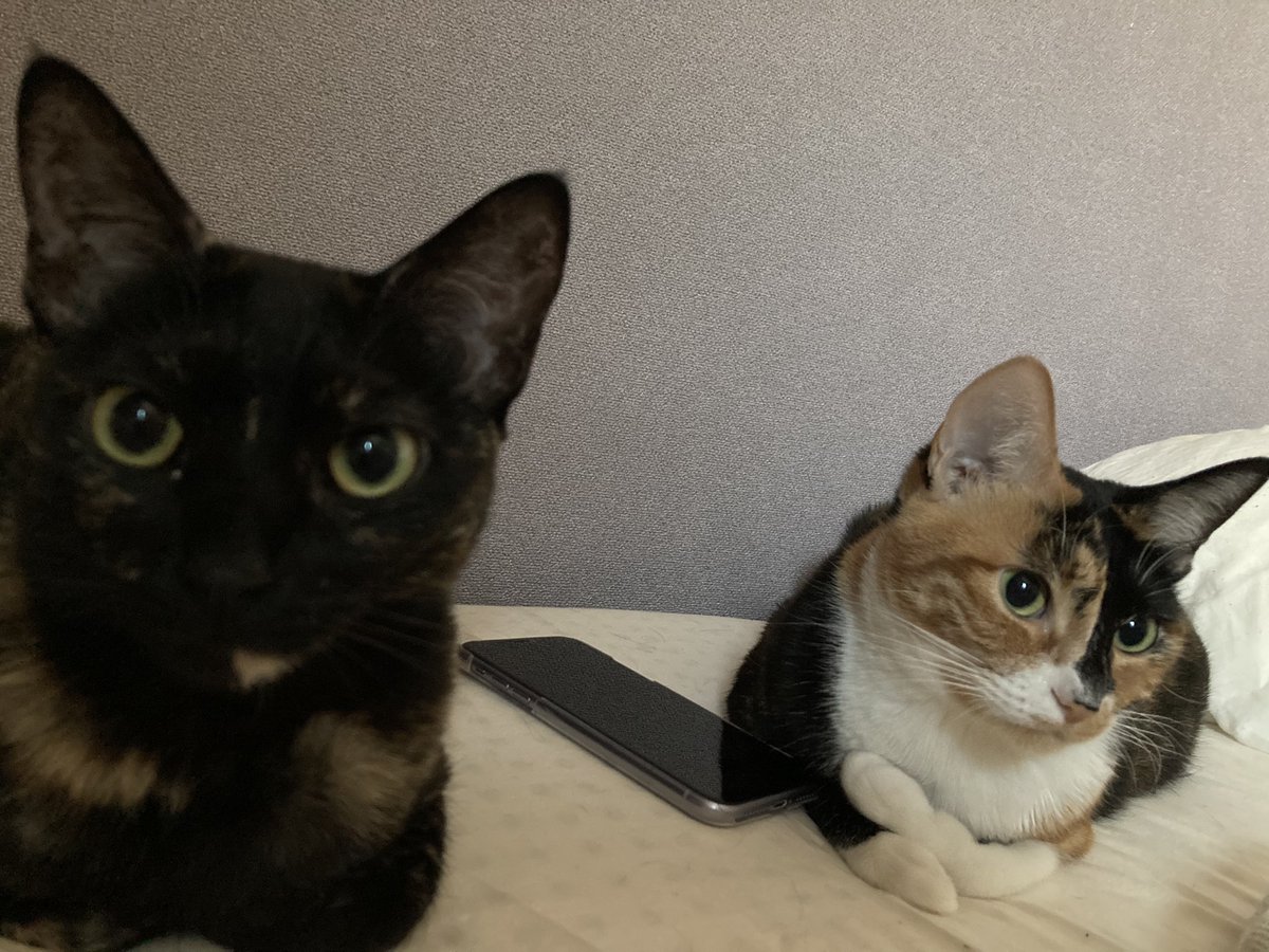 🌽🐚 🌹🐈‍⬛🌙ネレディ🐿🍒⚓️ tweet media