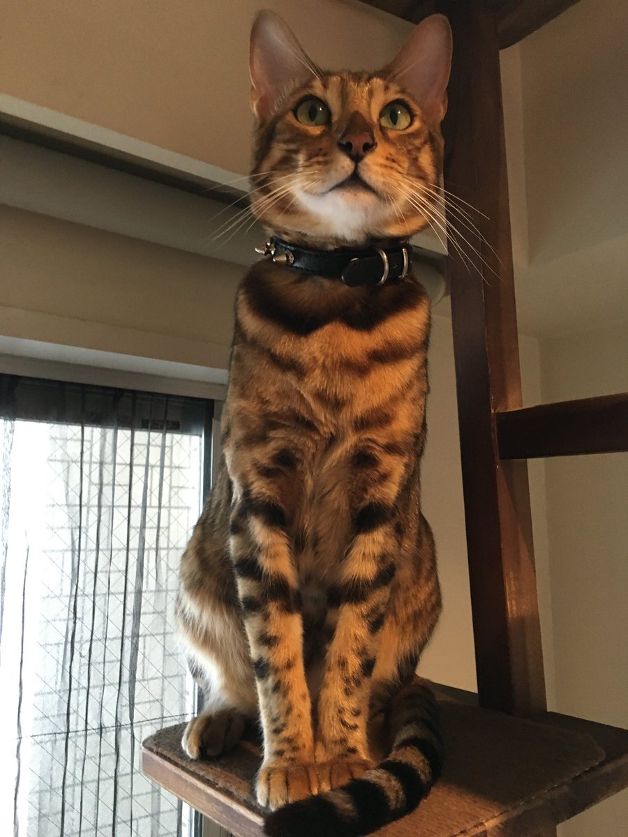 Pharol5's tweet image. 僕のワンダフルライフ観てママがずっと泣きっぱなし。そういえば昨日はシュトリのうちの子記念日。生きてれば今頃8歳か・・・どことなくハスターがニャンコみたいなのってシュトリの生まれ変わりなんじゃないかってよく話してたからこの映画余計に刺さるのよね