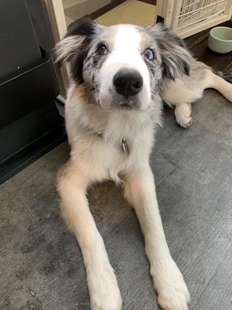 Pharol5's tweet image. 僕のワンダフルライフ観てママがずっと泣きっぱなし。そういえば昨日はシュトリのうちの子記念日。生きてれば今頃8歳か・・・どことなくハスターがニャンコみたいなのってシュトリの生まれ変わりなんじゃないかってよく話してたからこの映画余計に刺さるのよね