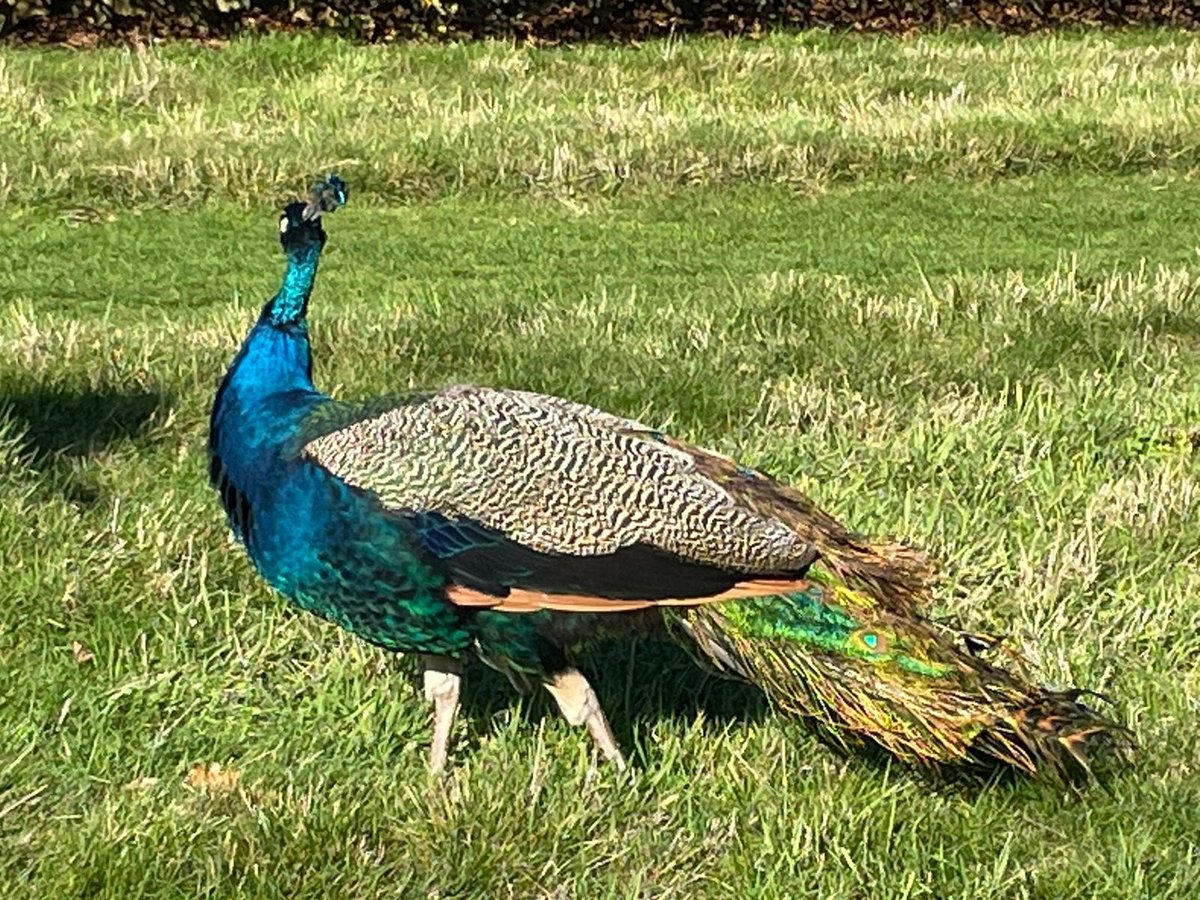 Braintree District Council tweet media