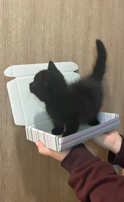DontShowYourCat's tweet photo. a peace offering https://t.co/oDWIBsvIGE