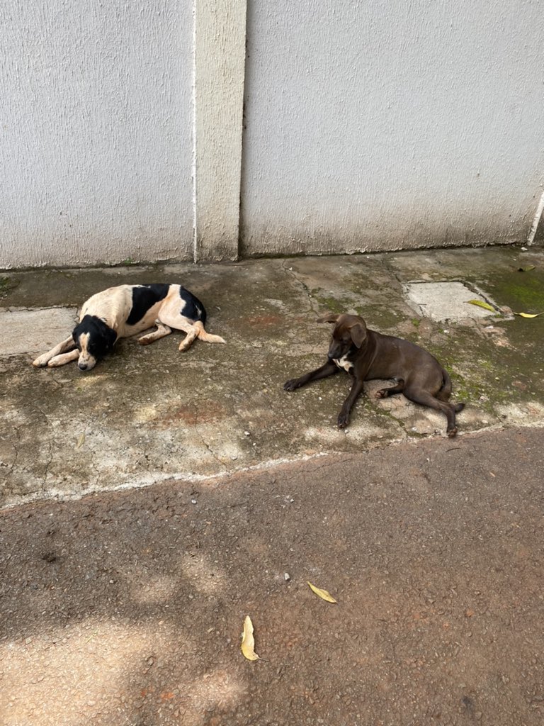 laurasoare's tweet photo. GOIÂNIA 
acabei de ver esses dois cachorros sendo agredidos por um caseiro com um facão. Tomarei providências mas não posso deixá-los aqui os dois já estão mancando, provavelmente por violência praticada não só agora. Preciso de lar temporário para eles ainda hoje URGENTE😭🙏🙏 https://t.co/b4dcVujxxI