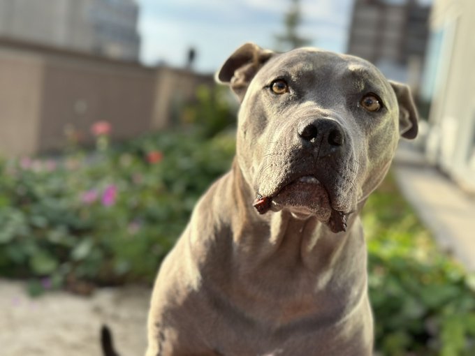 Mornin. #janetthedog https://t.co/T2w26vUFiC<a href="/tag/janetthedog"class="tags">#janetthedog</a>