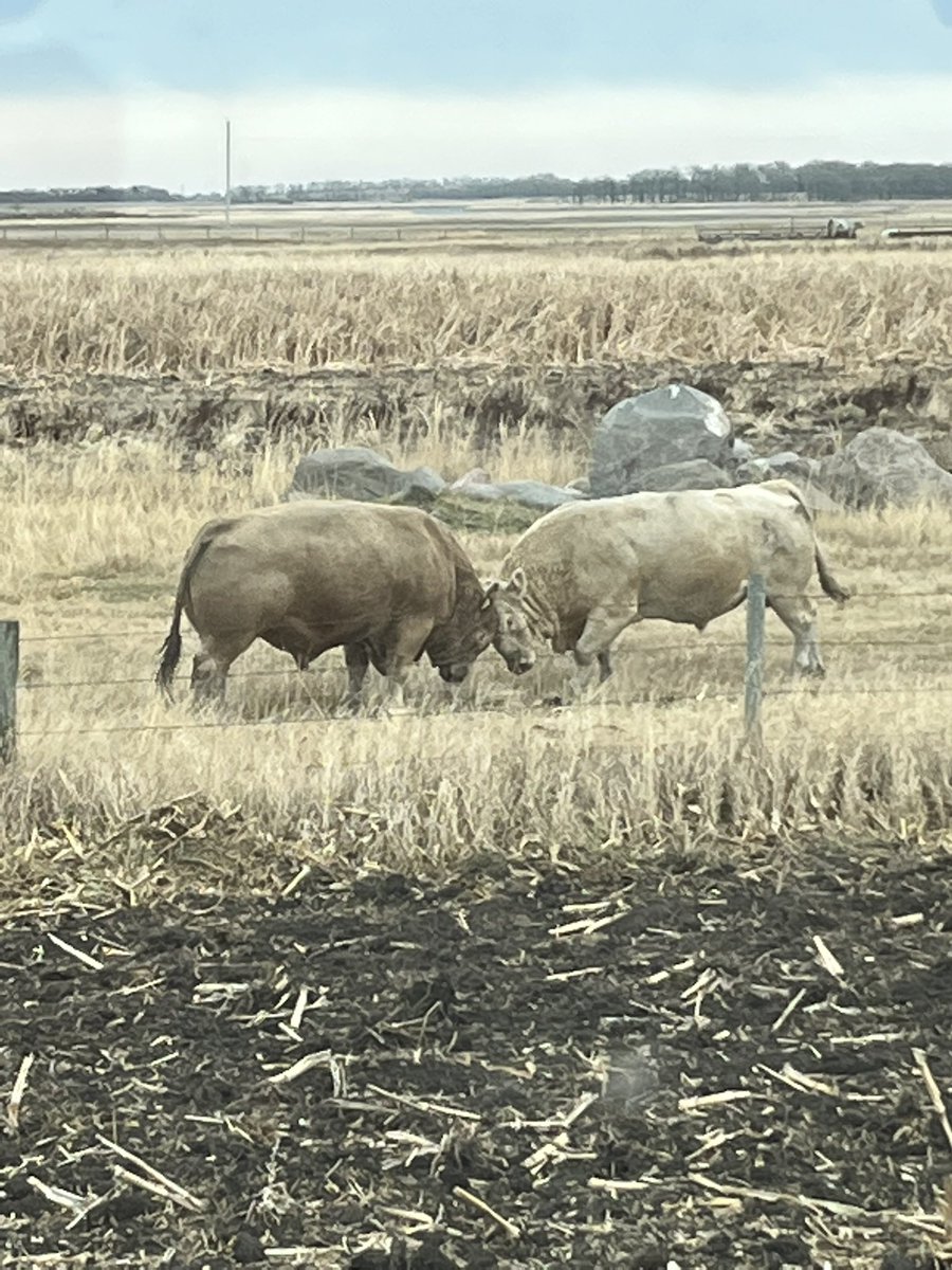 clinecattleco's tweet photo. The struggle to be boss continues.#charolais #whoisgoingtowin https://t.co/Ti2Eqxy0bw