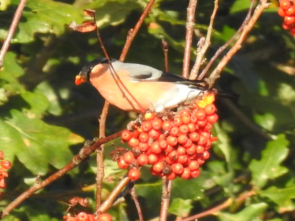 Hammerwich patch walk in the sun this morning, small flocks of Redwing and Fieldfare were showing throughout the walk, as well as a Bullfinch, Song Thrush, Yellowhammer, two Greenfinch and 8x goldfinch, large numbers of Woodpigeons were passing through all morning.