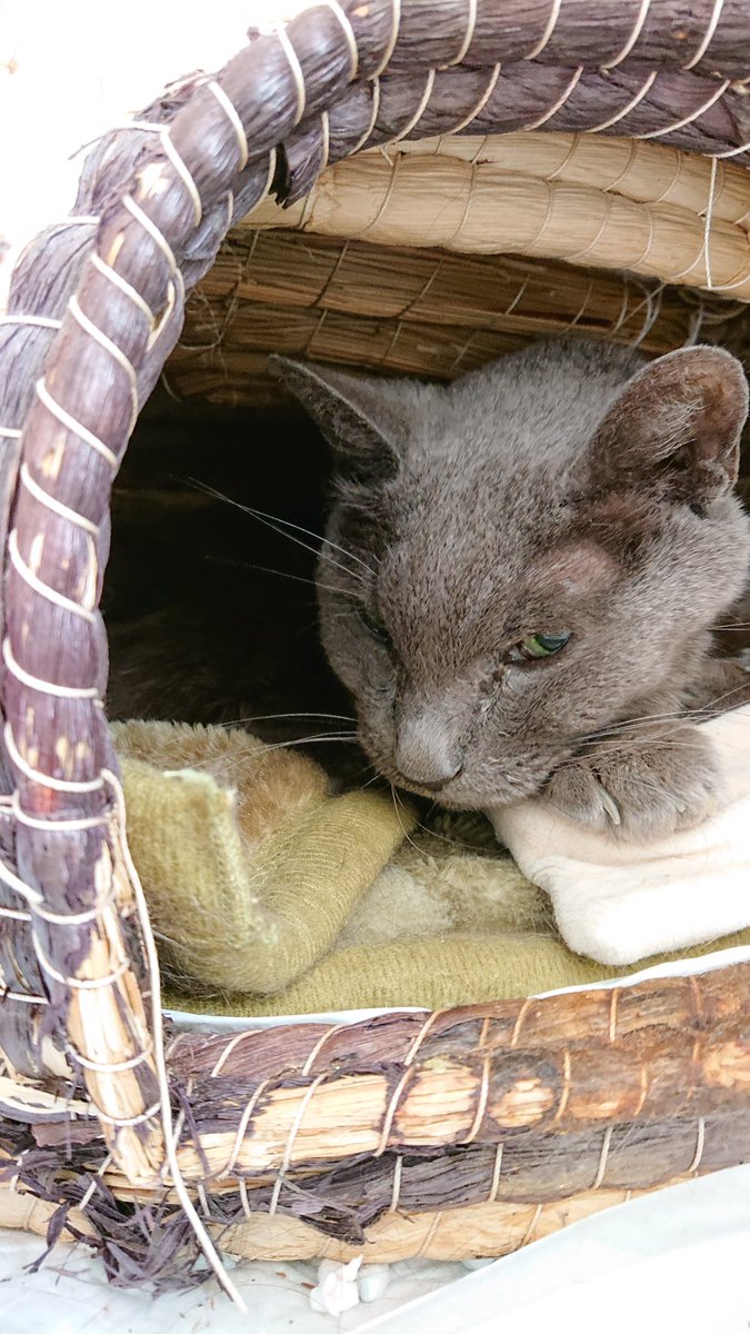 ごはんを食べなくなってしまった😭
#猫のいる暮らし #腎臓病