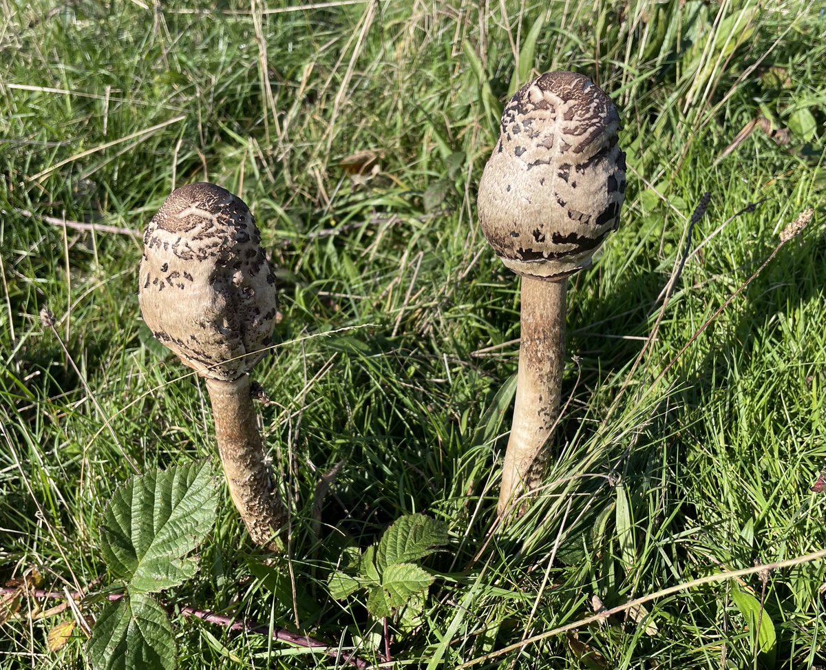 EmmaCameron9's tweet photo. Beautiful day on #CissburyRing - saw this buzzard and kestrel, fungi and even a Painted Lady. #FungiFriday @sdnpa @SussexWildlife #WritingWalks https://t.co/InNLSMiPRJ