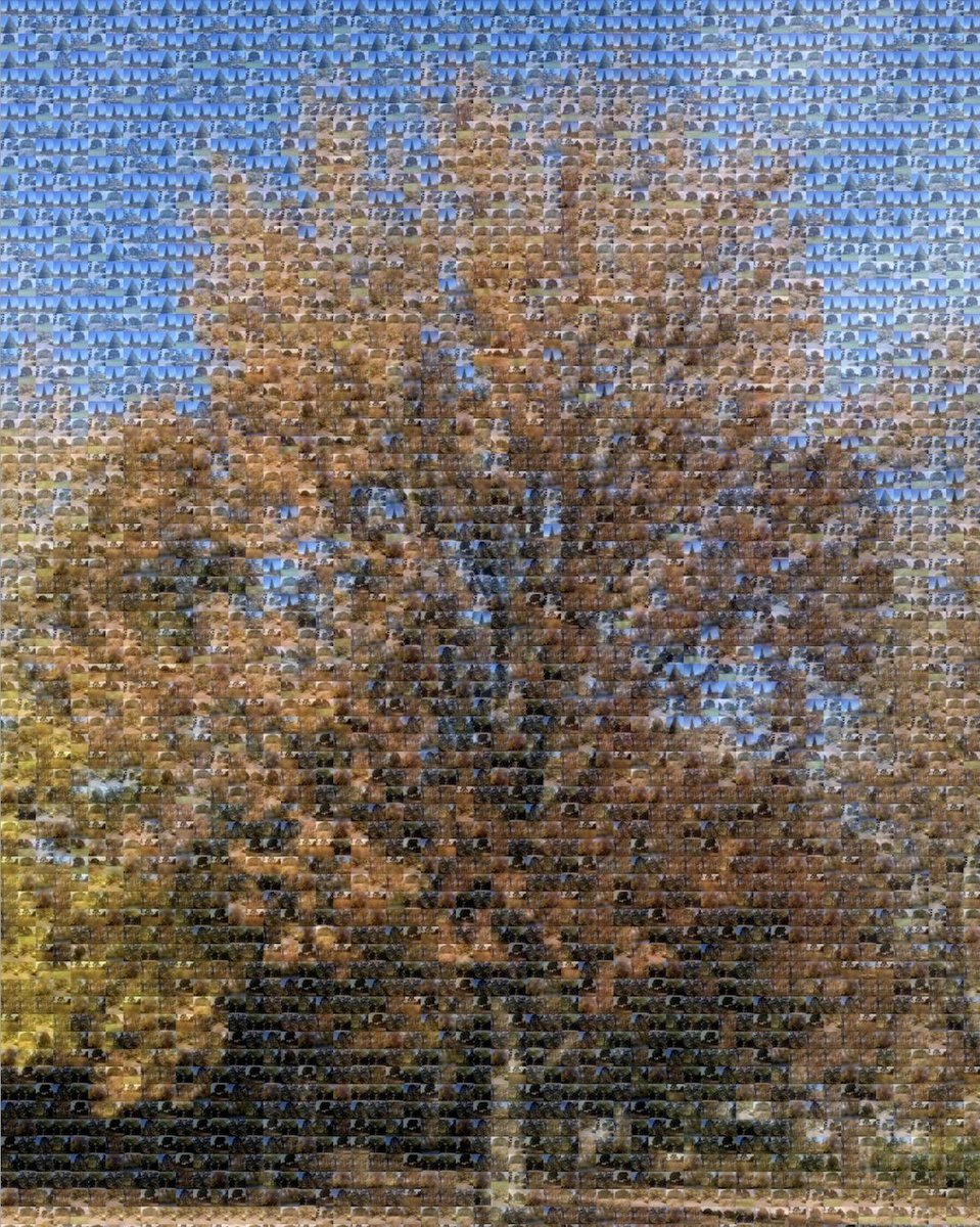 GLOBEProgram's tweet photo. The #TreesChallenge 2022 ends tomorrow, 11 November. Please submit any #TreeHeight and tree circumference observations made through 11 November with the GLOBE Program’s GLOBE Observer Trees Tool by 15 November! https://t.co/AKM0pjfm8I https://t.co/ordiR7F5iZ