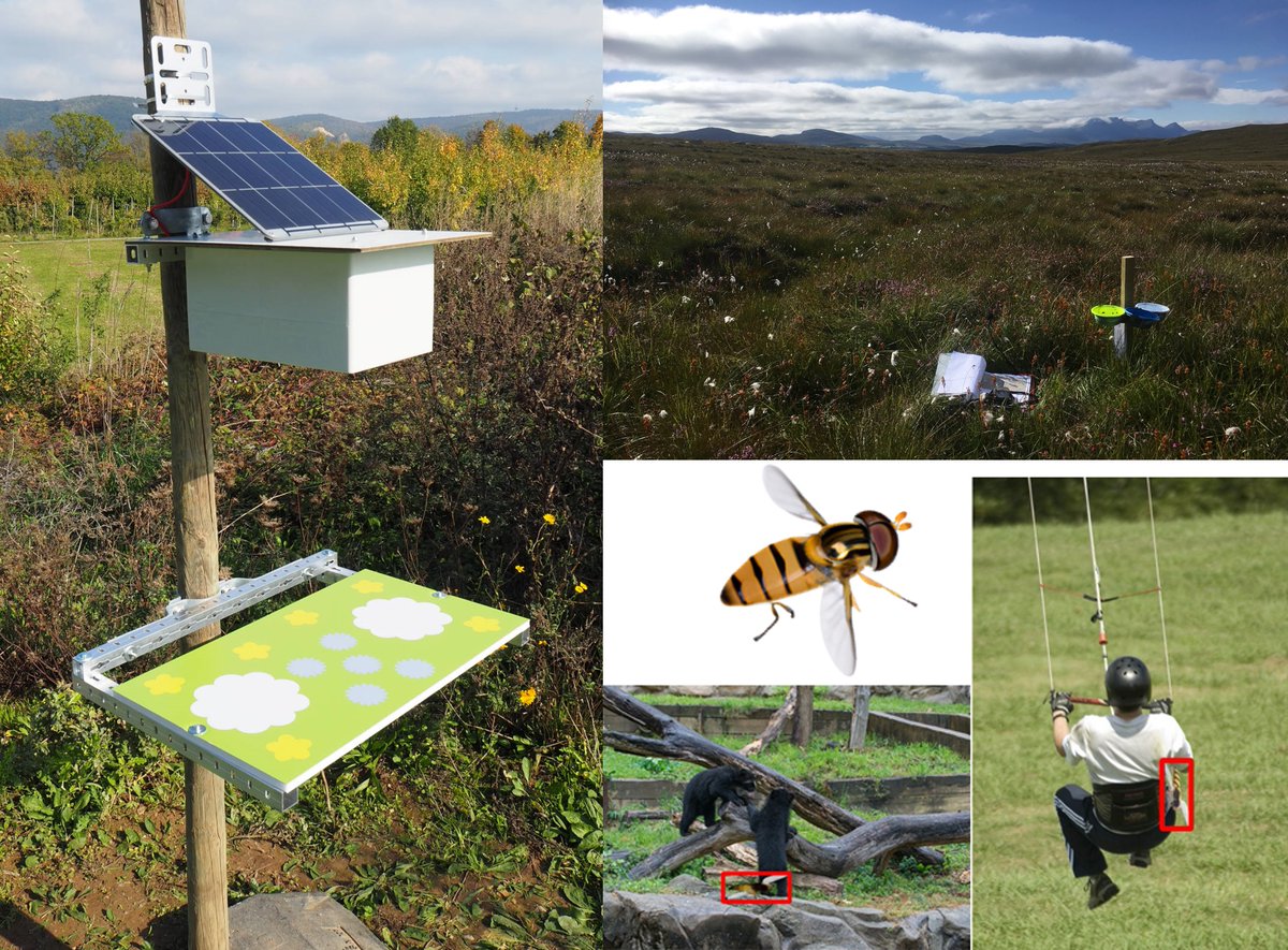 Next Thursday @WSL_research postdoc @LucaPegoraro3 is hosting a free webinar on pollinator monitoring with automated tools (cameras & machine learning), co-organized with @UK_CEH @PoMScheme @AarhusUni_int Check out the details here: wildlabs.net/event/workshop…