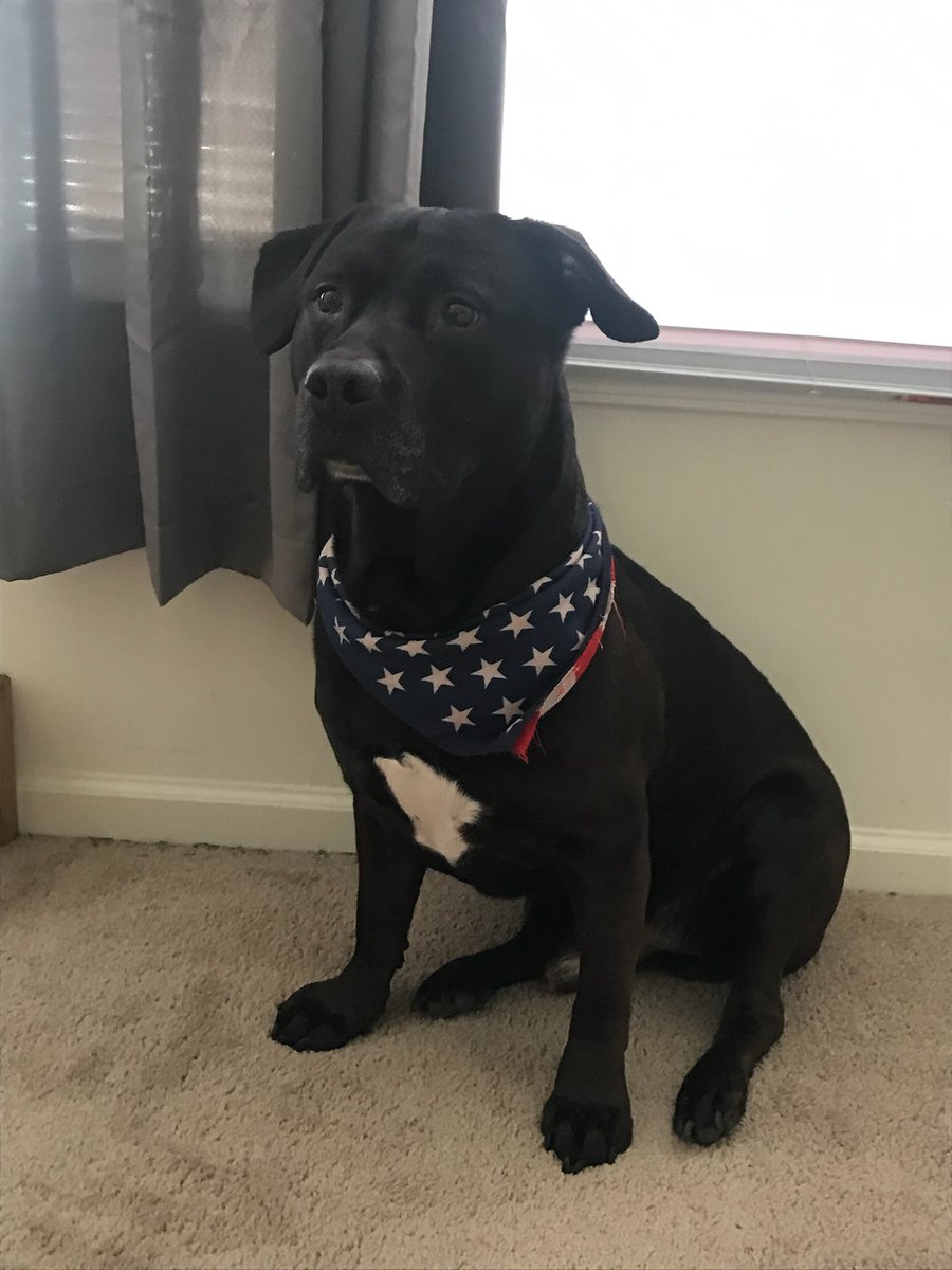 CoeJasper's tweet photo. 14 years seems like it should be long enough. Till we meat again over that rainbow bridge. RIP The Dude. My greatest friend https://t.co/qvI2s2noiu