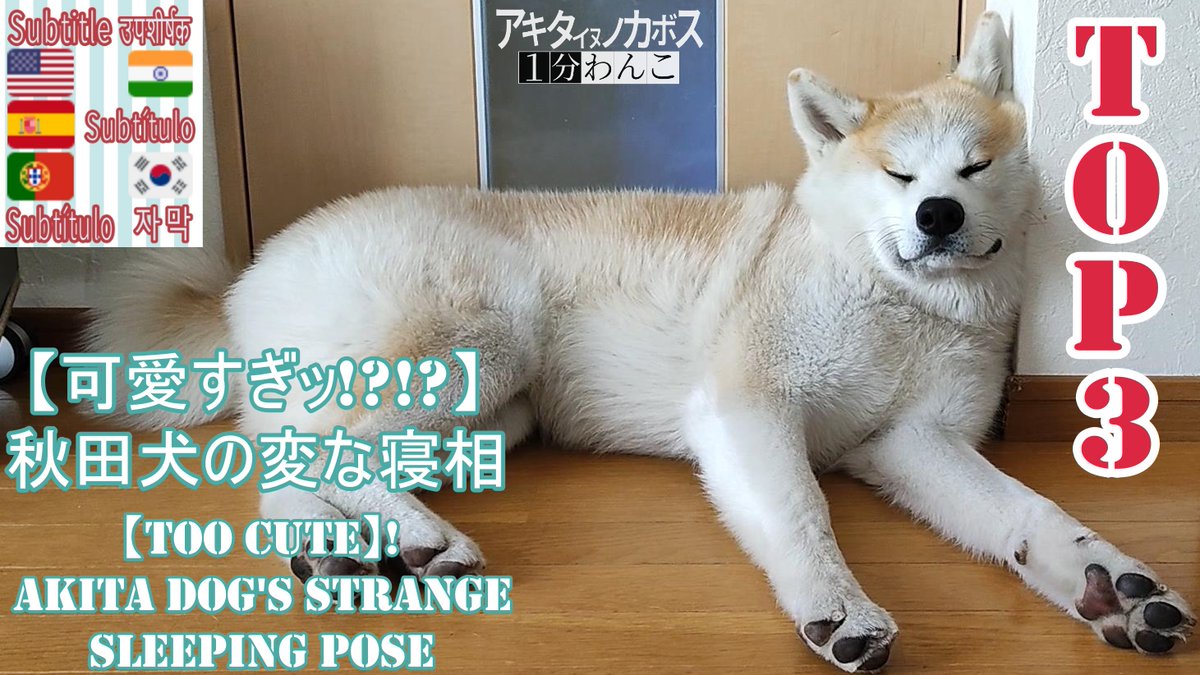 DoggoAkita's tweet photo. 🇯🇵Youtube更新！
🇬🇧I've updated youtube!
🇪🇸¡He actualizado youtube!
🇵🇹Eu actualizei o youtube!
🇰🇷유튜��� 업데이트했어
🇮🇳मैंने यूट्यूब अपडेट किया है
https://t.co/C4QxwVjdnj

#犬  #秋田犬 #AKITAINU #Dog #DogofTwitter #perro #강아지 #일상 #cão #कुत्ता #japan #일본 #Japon #Japão https://t.co/fdRalDzh8l