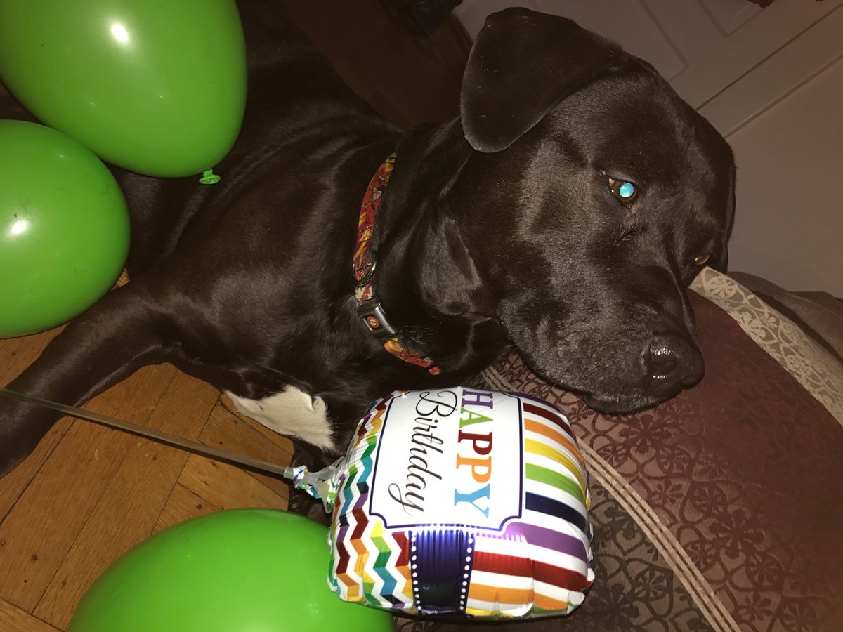 CoeJasper's tweet photo. 14 years seems like it should be long enough. Till we meat again over that rainbow bridge. RIP The Dude. My greatest friend https://t.co/qvI2s2noiu