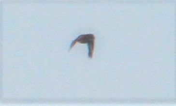 A brilliant #vismig hour from my viewpoint in the garden early this morning with the undoubted highlight being this Hawfinch heading west calling. Wing & tail pattern just visible in these heavily cropped & lightened photos, along with bulk @bucksbirdclub @bucksalert #GtBrickhill