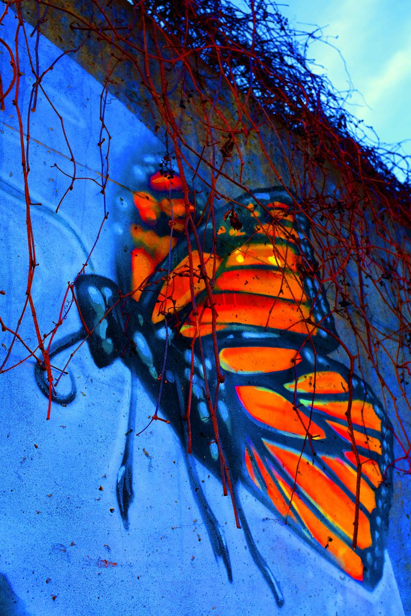 blackirishFoto's tweet photo. "Quiescence" 
Concrete evidence of how difficult it can be to blend in. 
#photography #streetphotography #artphotography #mural #graffiti #butterfly #nature #urban #landscape https://t.co/wj6hZTbgMD
