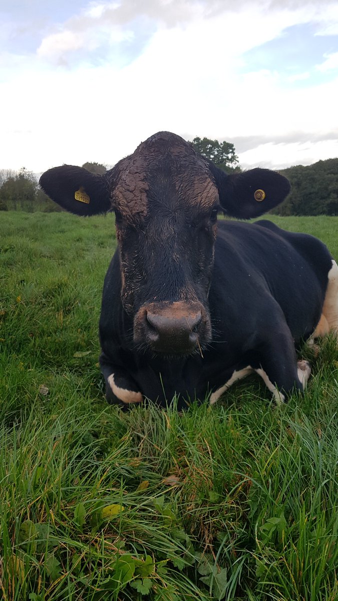 WildCowDairy's tweet photo. Someone has been taking advantage of all this rain to enjoy a mud face pack! #contentedcows #nature #grassfed https://t.co/68auZCForB