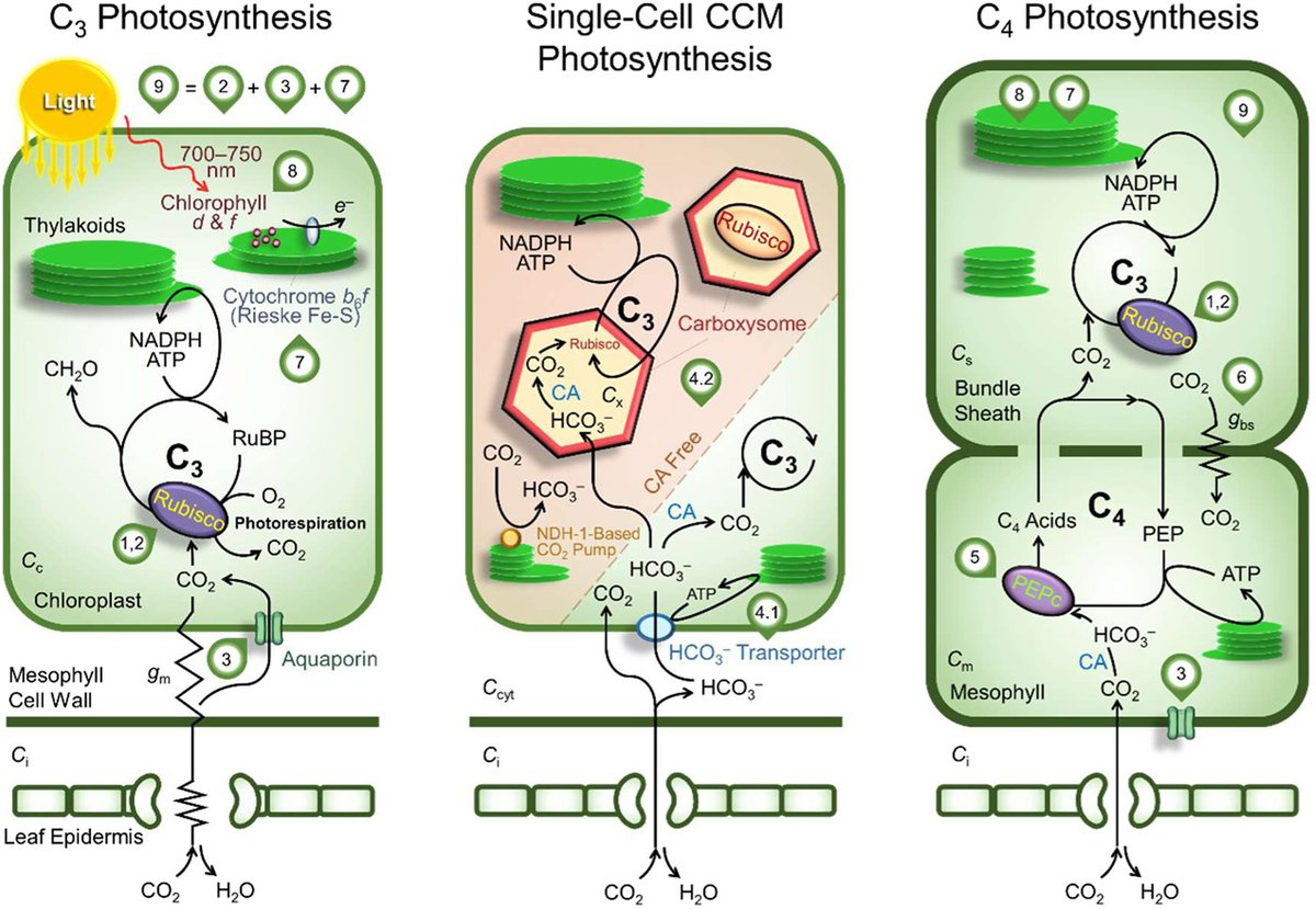 Wiley Ecology, Environment, and Sustainability​​ tweet media