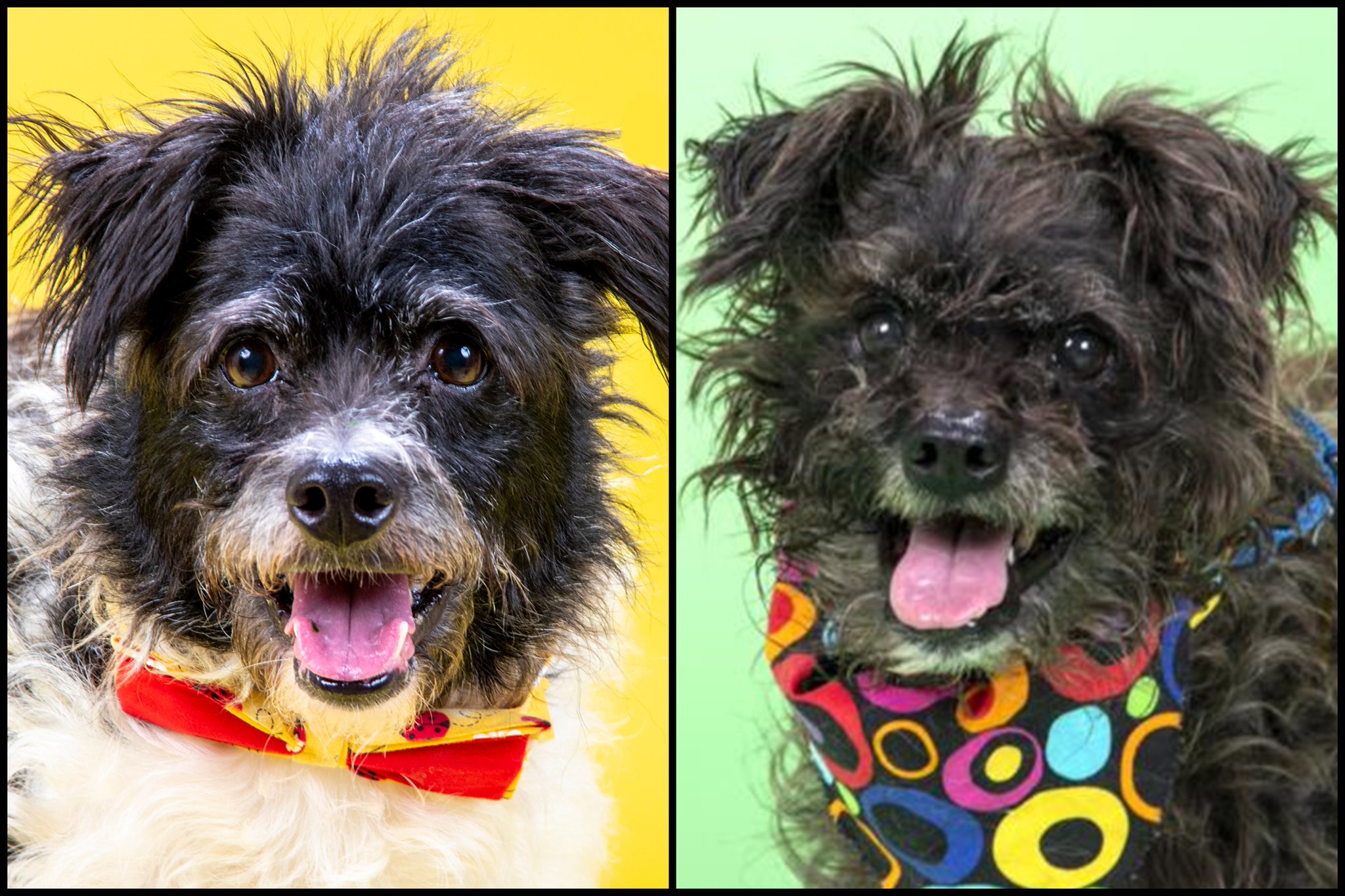 Humane Society of Missouri on Twitter: "We're continuing our