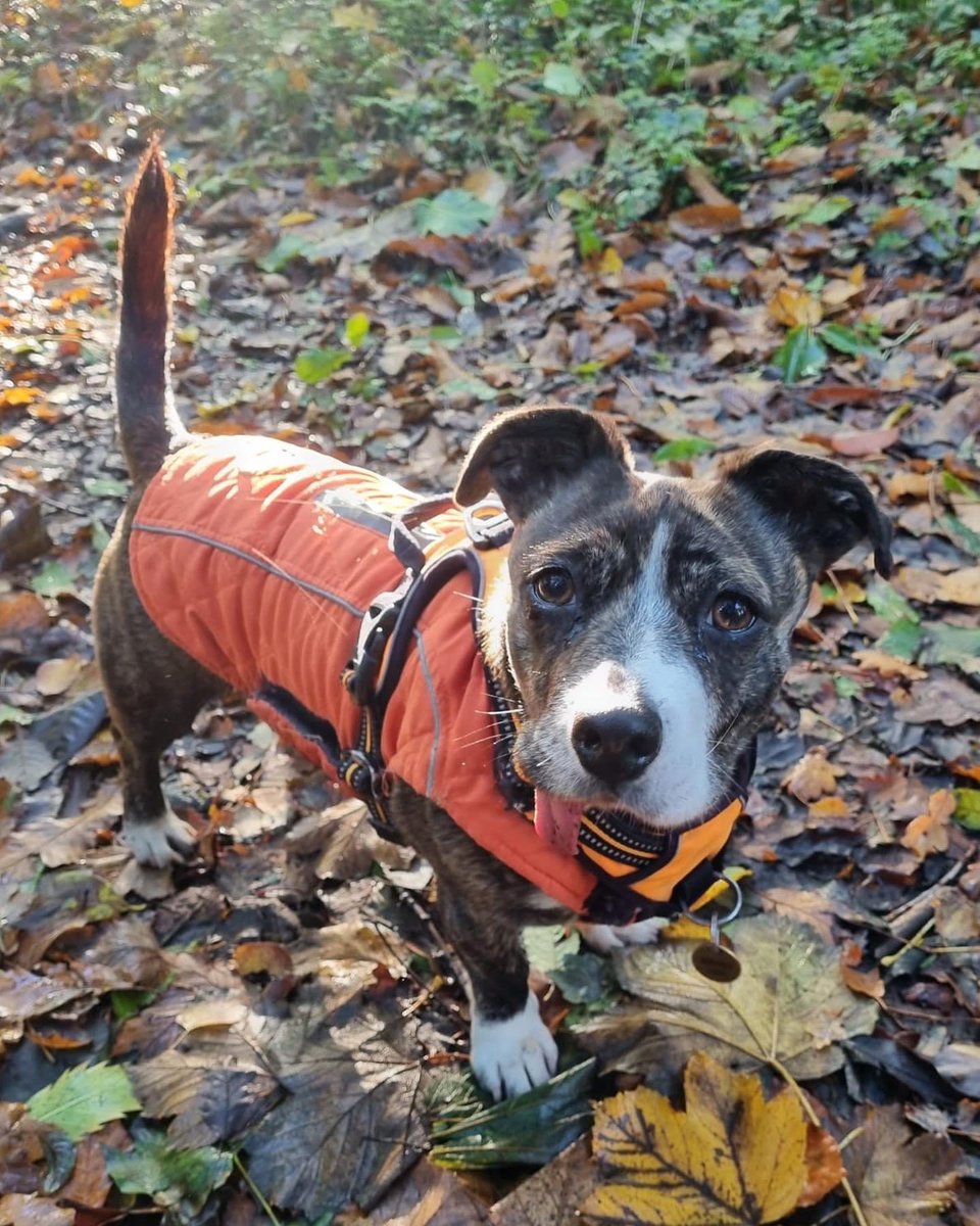 Happy Friday everyone !!! I hope you have a lovely weekend #nofireworks  please🙏🏻 they really upset me!🐶 ⁣
#dogoftheday #jackrussellcross #lifeofadog #olddogsrule #woodland #woodlandanimals #woodlands #woodlandwalk