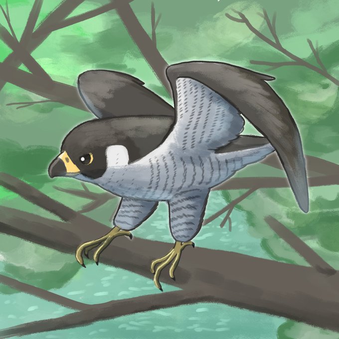 ハヤブサのtwitterイラスト検索結果