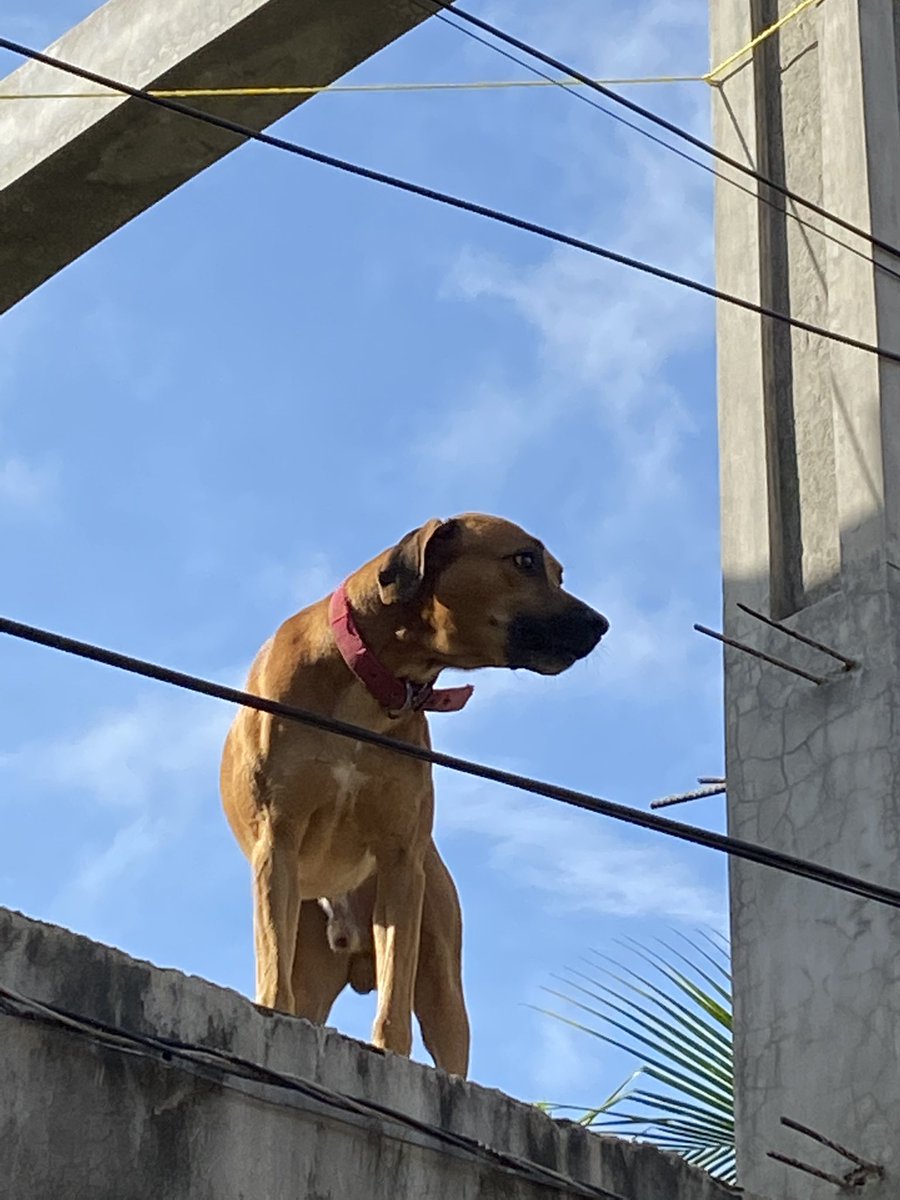 AnaSanchezPhD's tweet photo. For #OneHealthDay, these pictures are worth a thousand words. And should motivate action for the good people of La Moskitia, their environment and animals. #NeglectedCommunities
#Honduras https://t.co/iC8TaGAM80