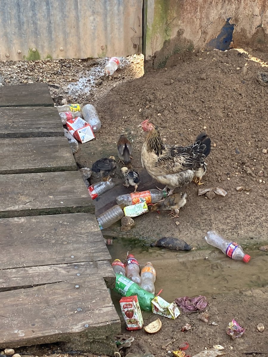 AnaSanchezPhD's tweet photo. For #OneHealthDay, these pictures are worth a thousand words. And should motivate action for the good people of La Moskitia, their environment and animals. #NeglectedCommunities
#Honduras https://t.co/iC8TaGAM80