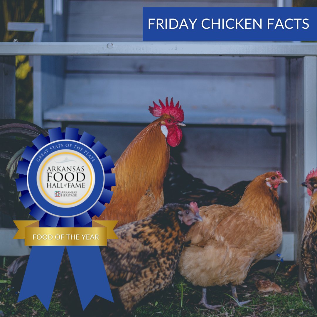 YourARHeritage's tweet photo. Chickens can live between 5 -10 years, with the oldest chicken on record being 16 years.  #authenticarkansas #ArkFoodHOF https://t.co/k33LtzTxDG