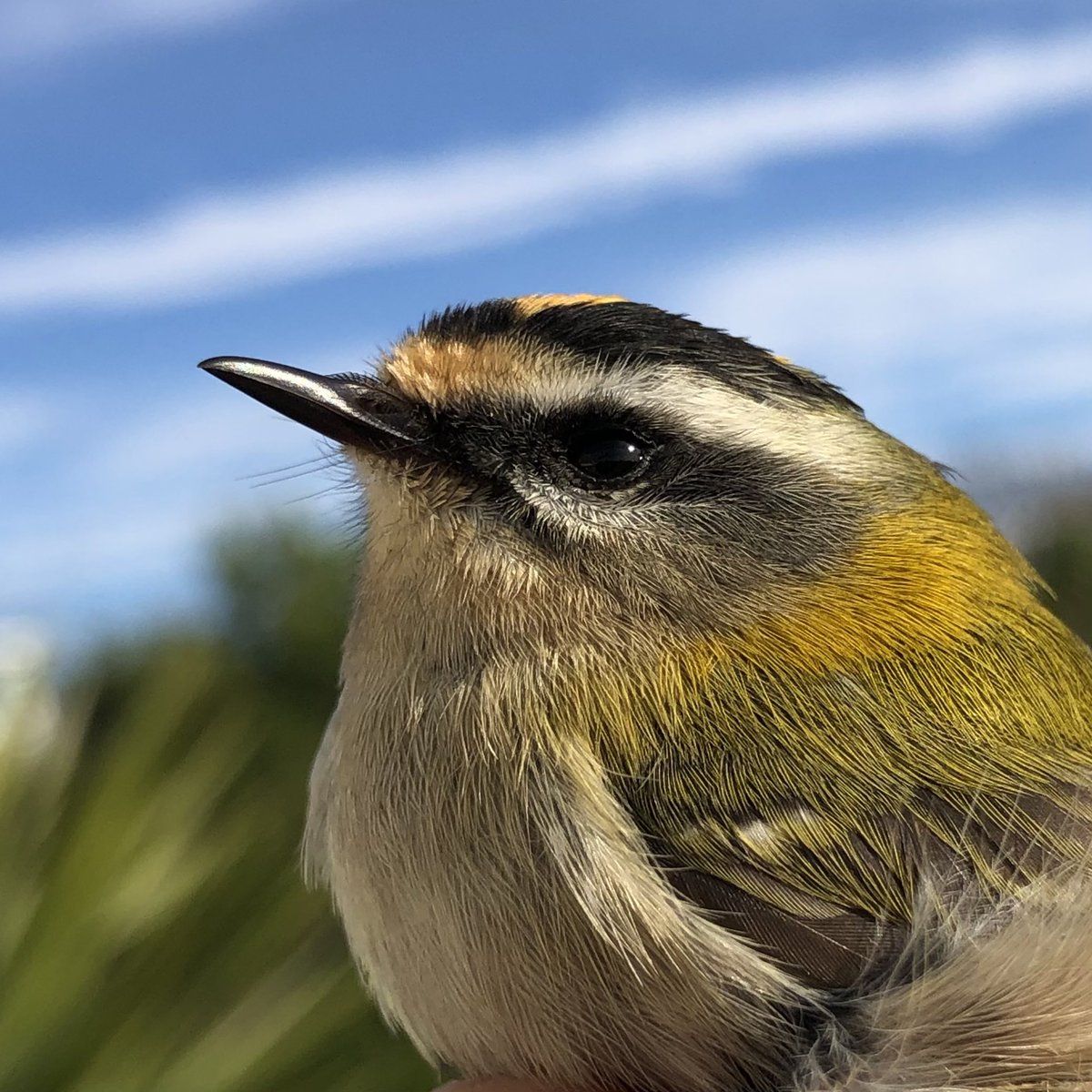 dingodann1's tweet image. Portrait of the second #Firecrest of the year to be caught in the garden earlier today. #BirdRinging @GOWEROS1