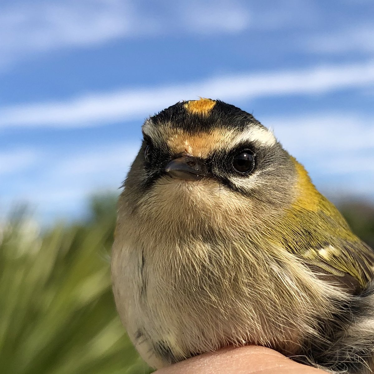 dingodann1's tweet image. Portrait of the second #Firecrest of the year to be caught in the garden earlier today. #BirdRinging @GOWEROS1