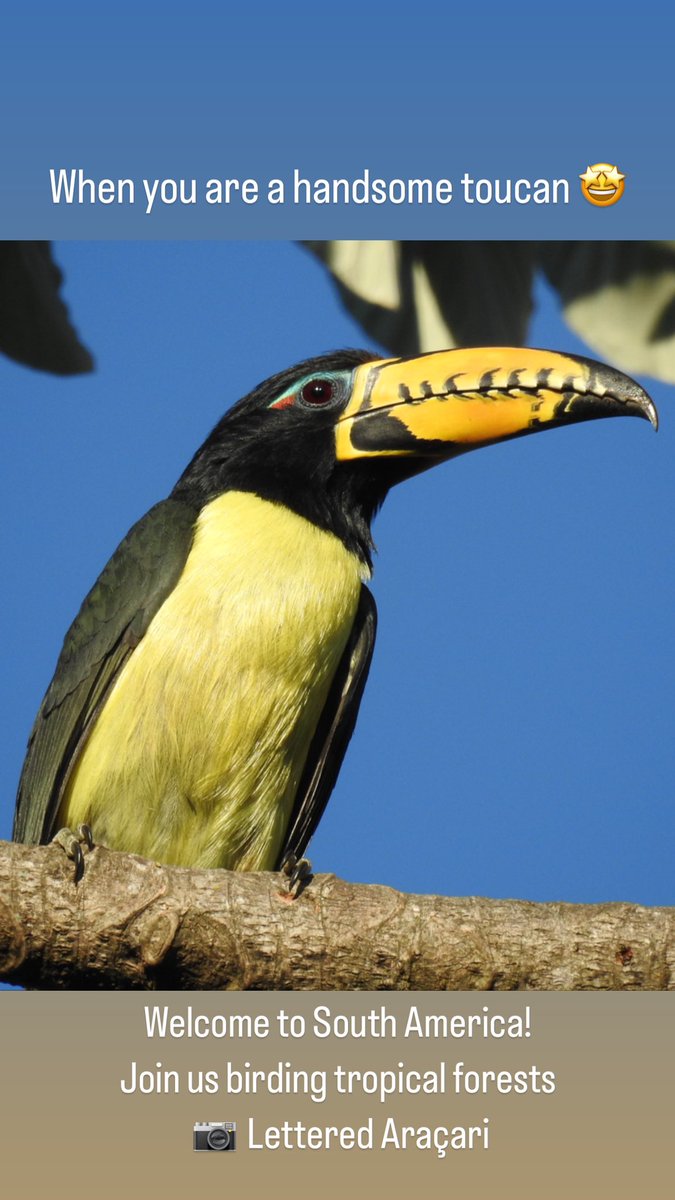 Everyone invited to visit and explore Ecuador 🇪🇨 

Let’s take you birding in this biodiverse destination: Pacific Coast humid and dry forests, Andes mountains and foothills, Amazon basin, Galapagos islands 

Enjoy birding with us! DM
<a href="/BiotropicaExped/">BIOTROPICA EXPEDS</a> 
<a href="/BIONORBY/">Norby Lopez Granda</a> 

#BirdingEcuador