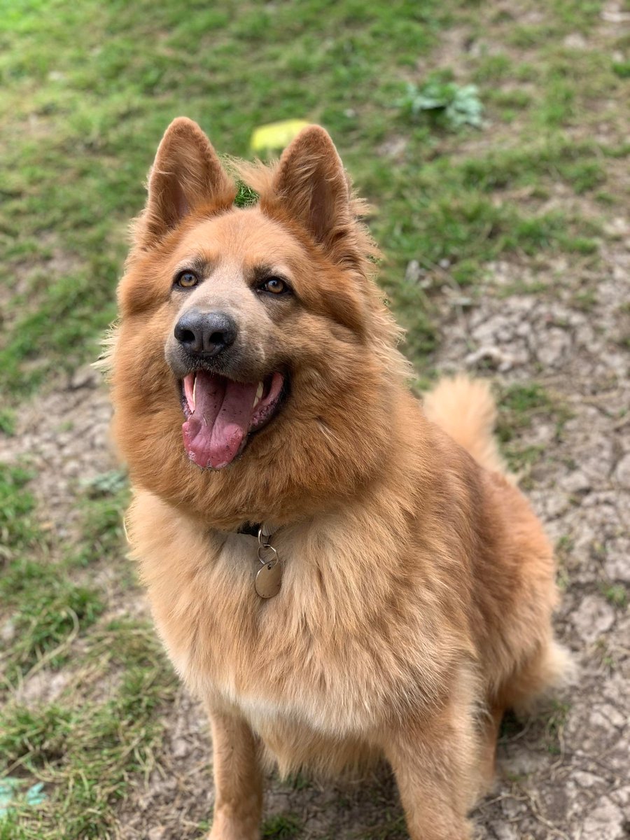 gsrescueelite's tweet photo. Bailey is 4yrs old and this poor lad has had numerous homes, Bailey is looking for a child and pet free home but really needs some stability please 
#dogs #GermanShepherd #Essex 
https://t.co/pzIrEOQ6WF https://t.co/hVAXeZhbfI