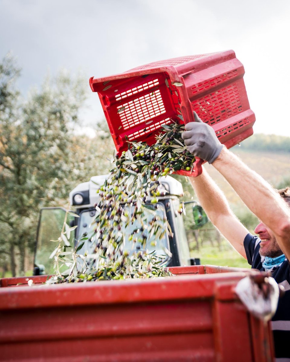 Our Leccino, Moraiolo and Frantoio olives 💚 Olio nuovo is on the way!!! Scenes from our olive harvest 2022 captured by the wonderful <a href="/tracyrusso/">Tracy Russo</a> #olionuovo #oliveoil #tuscany #extravirginoliveoil
