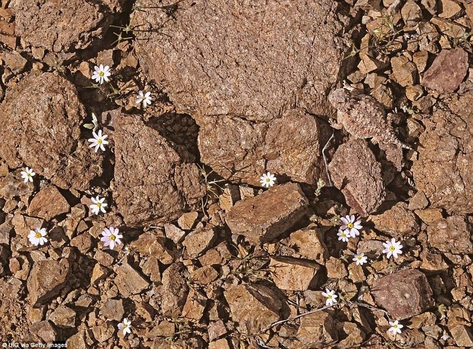 arochaghana's tweet photo. Let us know if you find him
Toad-shaped lizard hid among the stones.🦎
They inhabit semi-deserts and plateaus, especially found both on sandy soil and on rocky terrain.  These lizards feed on a variety of insects 🪳 and spiders 🕷, especially those who love ants 🐜
#TGIF https://t.co/LbGG6bG0gw