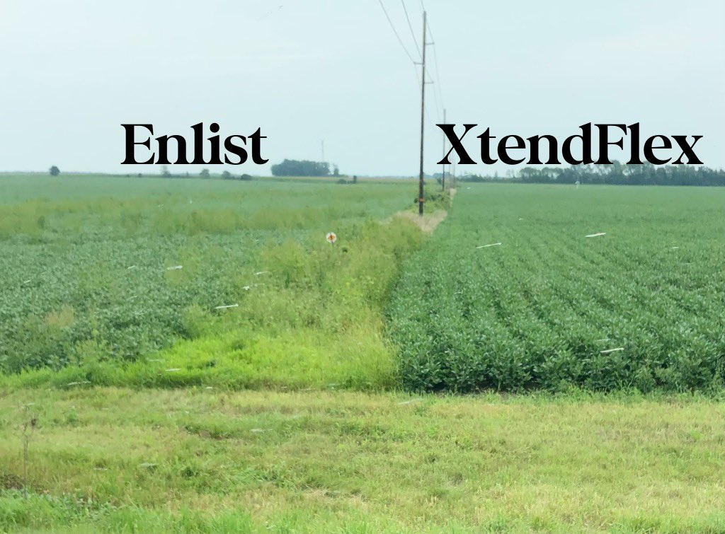 DKAS_IA's tweet photo. A wise man once said, “These weeds are trying to do-si-do, and I don’t like to dance.” 🚫Don’t dance around with your weed management.🚫Xtend your yield and weed control. Plant @Asgrow_DEKALB XF beans. 🌱#Bayer4IA https://t.co/iyO5vZ9B69