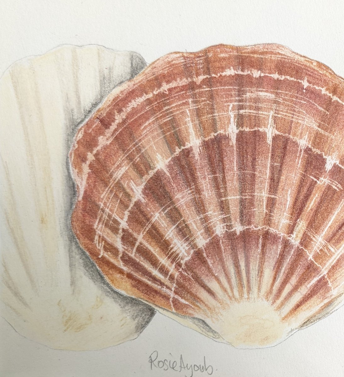 Cute #manx scallops available too. For those who love seafood. 
Turning my Twitter feed into a gallery this afternoon. 
#bitcoin payments available