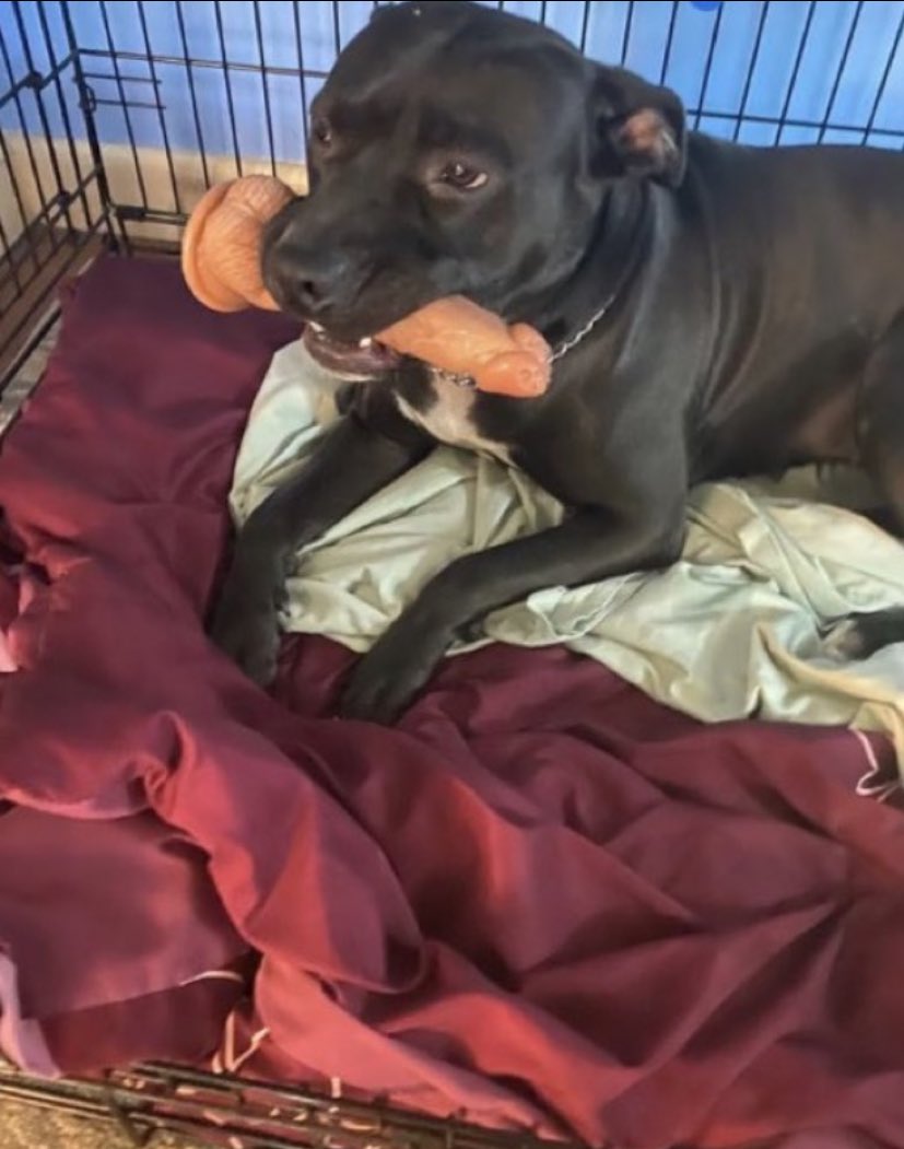 DROP IT BOY!!!! DROP IT RIGHT TF NOW!!!