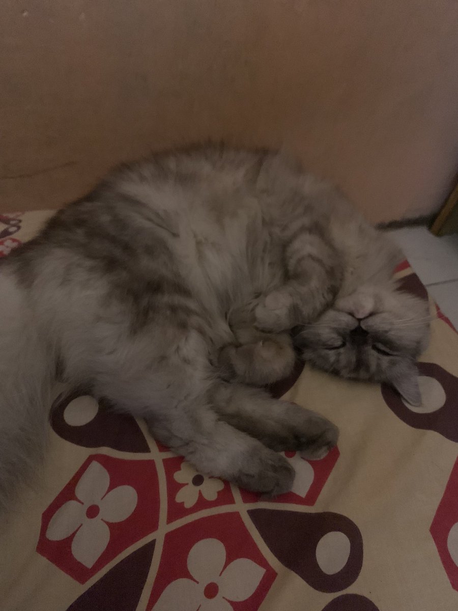 darildhanaaa's tweet photo. @andihiyat Mochi tongskyy https://t.co/ToIzoohNmf