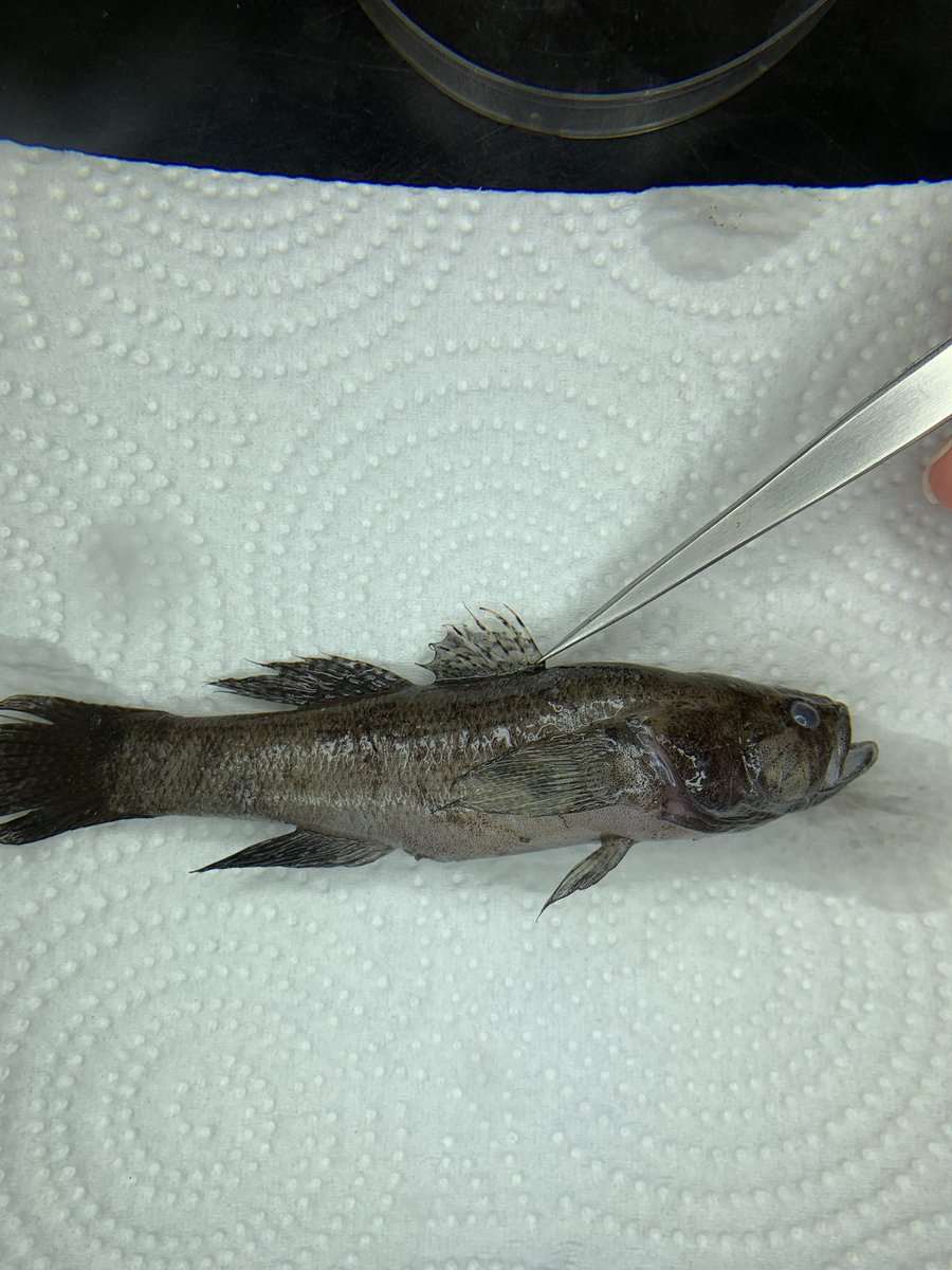 Fin_ella1's tweet photo. Can anyone help me identify this fish? It was found on an estuarine oyster reef in Cocodrie, Louisiana in October 2022. https://t.co/W2wqqTX0QL