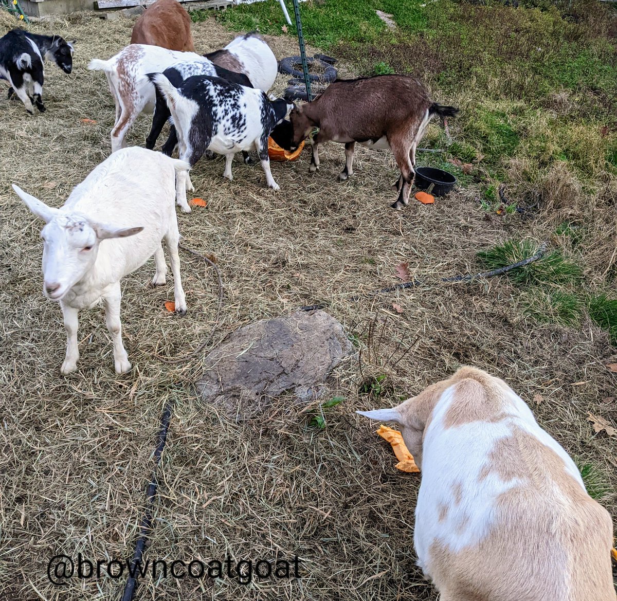 BrowncoatGoat's tweet photo. A fairy delivered a bunch of sightly-used pumpkins to share with the goaties!! Come hang out with us at 3pm Eastern today on Twitch and be sure to subscribe to our YouTube channel so we can start streaming there, too!! 
https://t.co/gSqzBqSJgV https://t.co/m8JH6rHYGW