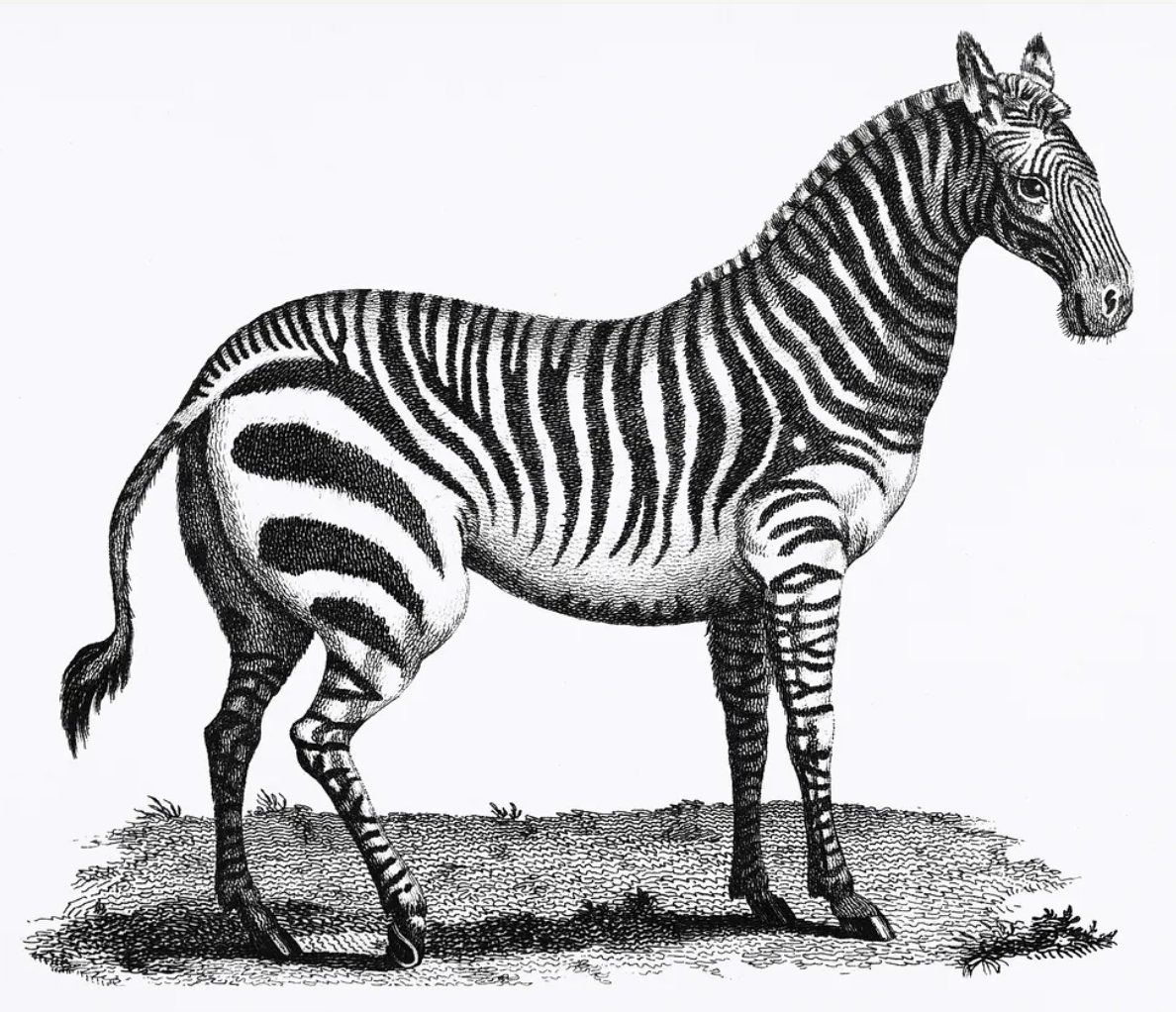 Why do zebras have such striking, conspicuous, black &amp; white stripes? This &gt;150-yr-old mystery, puzzled over by Darwin &amp; many others before him, still isn’t solved. But one hypothesis is in the lead. Hint: it's not predator confusion, thermoregulation, or camouflage (1/9)