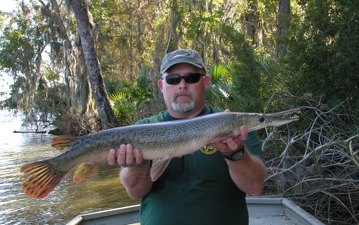 SRiderfishbio's tweet photo. Wouldn't you know it, this is the one week we didn't catch a gar while sampling! So I'm going old school with a pic from a juvenile #AlligatorGar we collected back in 2011 from the #MobileDelta. Yep- #Alabama has gar!! 😃 Happy #garweek @OKwildlifedept !! #AlabamaNativeFishes https://t.co/nIEeze4Kp0