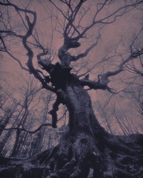BayanHedonist's tweet photo. Photography by Nona Limmen https://t.co/CFhoLParj9