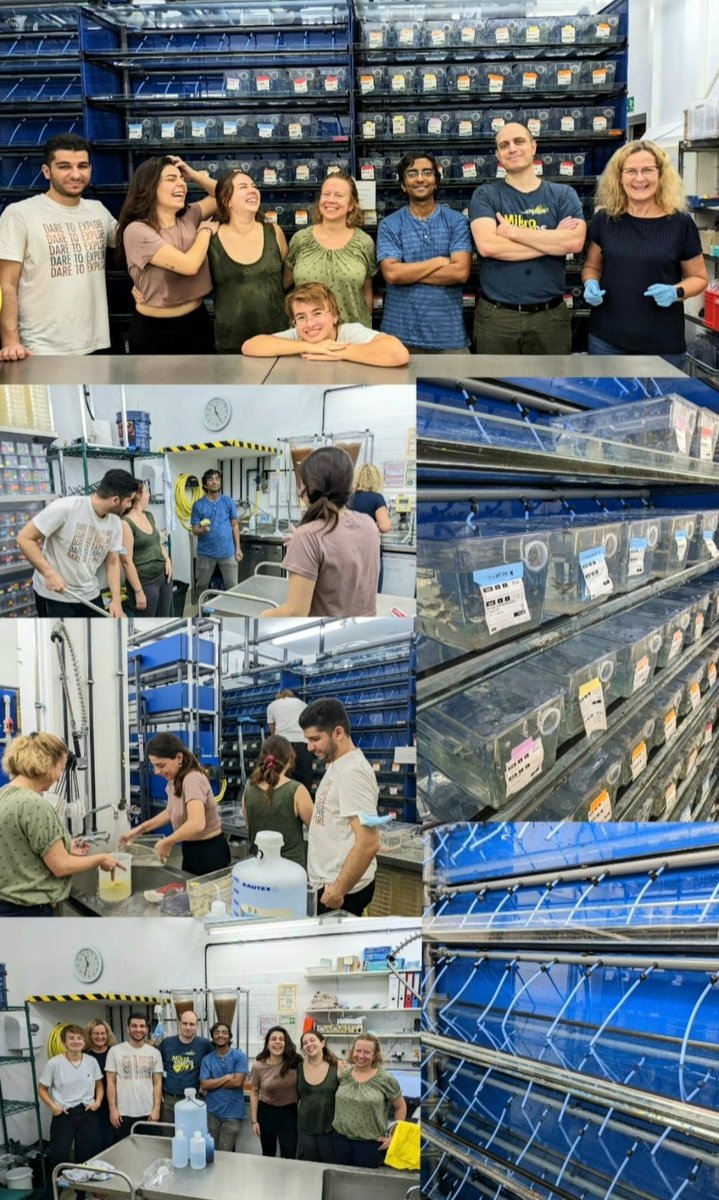 We had a cleaning sesh in our fish room 🐟 lots of water, fun and laughs 🤪🤣 ... also amazing results 🧹🧽🧼#zebrafish #Cleaningup #teamwork