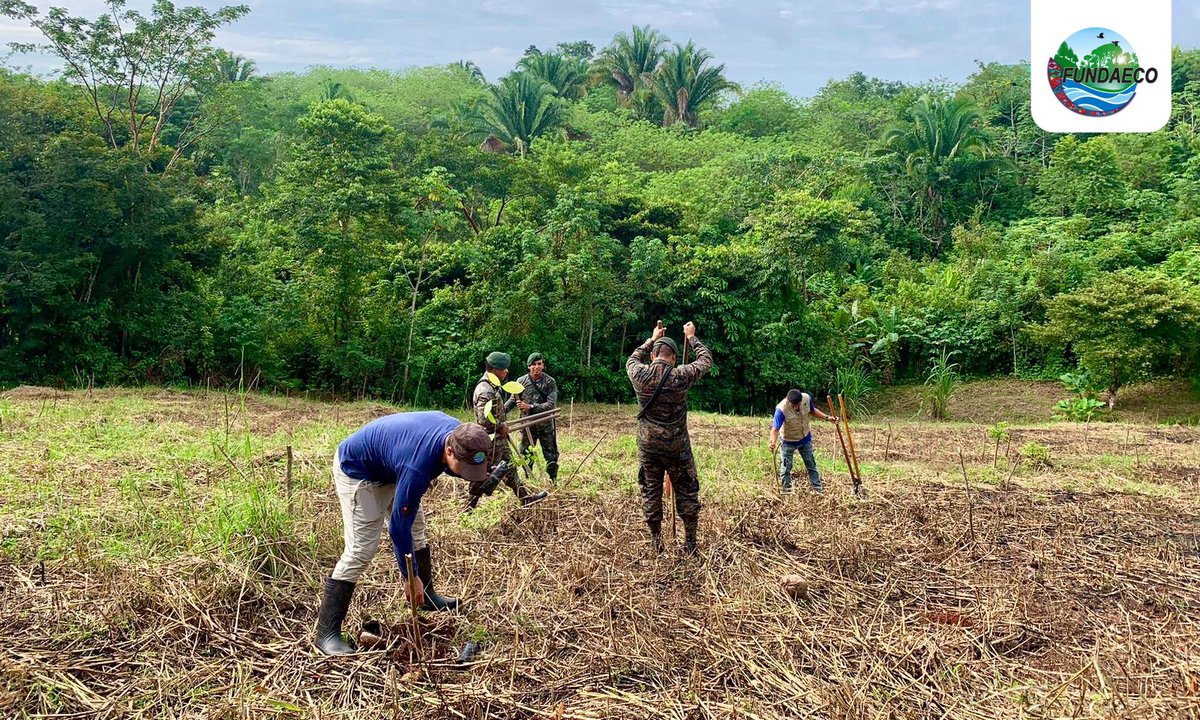fundaecoguate's tweet photo. #NOTICIAS🌳🌱🤲Actividad de #reforestación en Aldea San Francisco Las Margaritas,#Izabal con el acomp. de #BIM, #DIPRONA y @CONAPgt en #áreaprotegida #SierraSantaCruz. También se estableció Sistema Agroforestal #SAF con especies #caoba y #rosul. #arbolesamenazadosIZ #Franklinia https://t.co/QvGVnM0brH