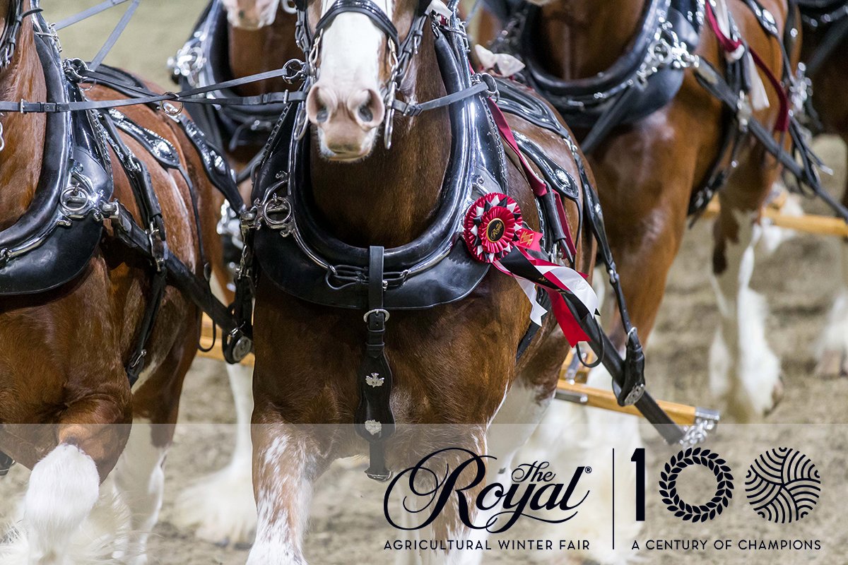 ExplorezON's tweet photo. #ACOVAM La Foire royale d'hiver de l'agriculture commence aujourd'hui!
Voyez le programme de cette année et planifiez votre visite.
🏇🏼 Rodéo royal
🐕 Relai canin royal
🕺🏾 Danse carrée
🧈 Sculptures de beurre
📅 4-13 nov.
📍 Exhibition Place, Toronto
https://t.co/MEVTBj7vCV https://t.co/S8sIiEV0zk