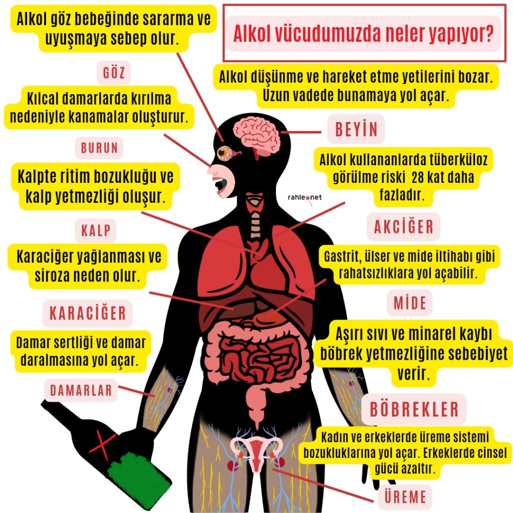 Alkolün organlara verdiği zararlar. #alkol  rahle.net/alkolun-organl…