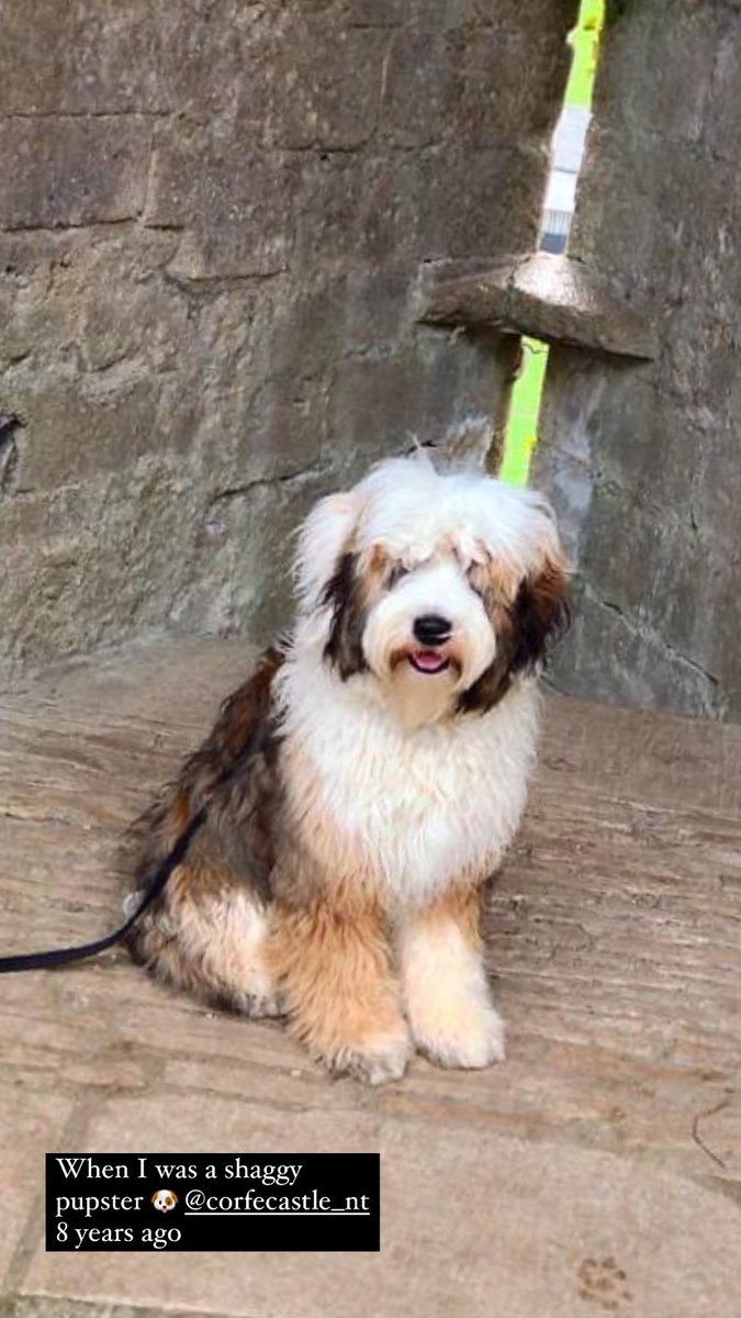I was a fluffy pup 8 years ago - 🥰🐶 #tibetanterrier